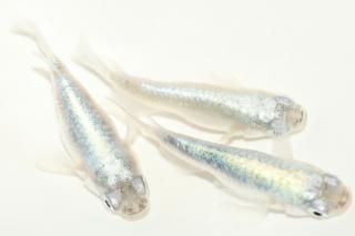 參ȾޡBɽ ڸʪۡ1ɤ᥹2ɤLDD0218