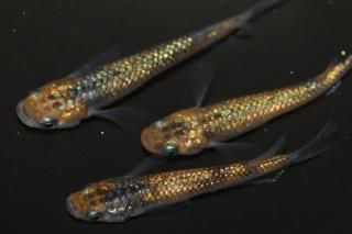 ˺Ѥ ڸʪۡ2ɤ᥹2ɤMLDD0219