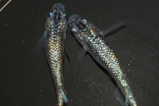 ˺Ѥη ڸʪۡ1ɤ᥹2ɤMLDD0220