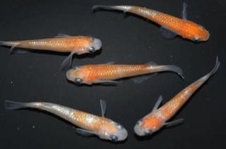  ڸʪۡ2ɤ᥹3ɤMLDD0301