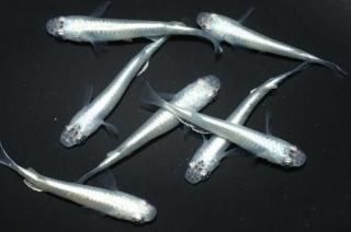 ĴǷ ڸʪۡ2ɤ᥹5ɤMLDD0302