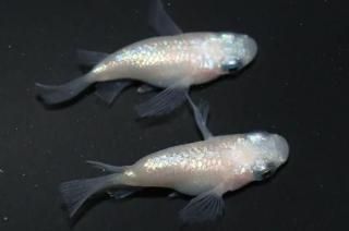 ۥ磻ȥͥץ塼 ڸʪۡ1ɤ᥹1ɤMLDD0303