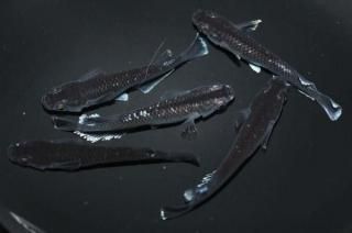 ߥåɥʥȥեγĥեޡF2 ڸʪۡ2ɤ᥹3ɤLDD0304