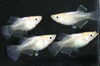 ŷ ڸʪۡ2ɤ᥹2ɤMLDD0305