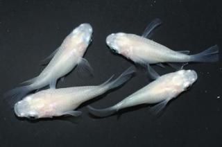 ԥ奢ۥ磻ȥ ڸʪۡ2ɤ᥹2ɤMLDD0306