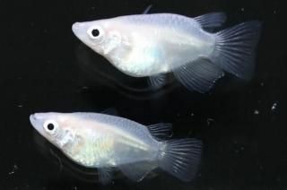 ԥ奢ۥ磻ȥ ڸʪۡ1ɤ᥹1ɤLDD0307