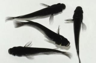  ڸʪۡ2ɤ᥹2ɤMLDD0308