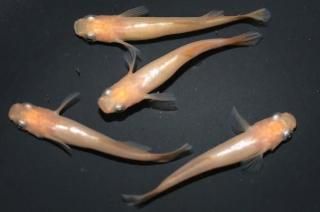 ʥ⥹ ڸʪۡ2ɤ᥹2ɤMLDD0309