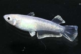 եȥ磻ɥե ڸʪۡ1ɤ᥹1ɤMLDD0310