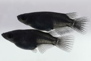 Ⱦ ڸʪۡ2ɤ᥹2ɤMDD0311