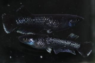 ߥåɥʥȥե뼿 ڸʪۡ2ɤ᥹2ɤMDD0312