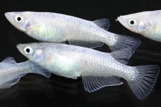 ۥ磻ȥ ڸʪۡ2ɤ᥹2ɤMLDD0313