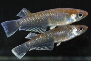 åɥե ڸʪۡ1ɤ᥹2ɤMLDD0316