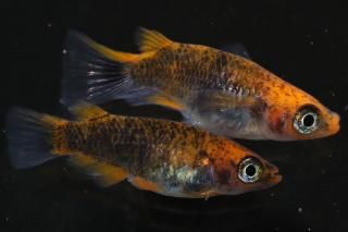 ޼typeR ڸʪۡ1ɤ᥹1ɤMDD0317