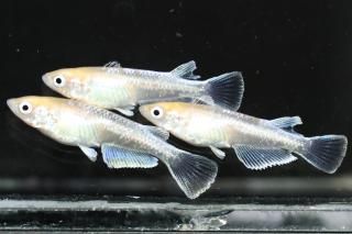 ޥꥢ ڸʪۡ2ɤ᥹2ɤMLDD0318