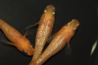 󥸥 ڸʪۡ2ɤ᥹2ɤMLDD0319