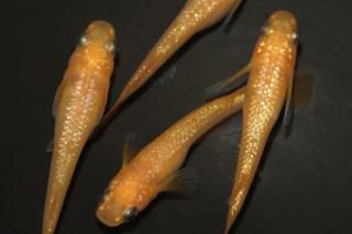 󥸥 ڸʪۡ2ɤ᥹2ɤMLDD0320