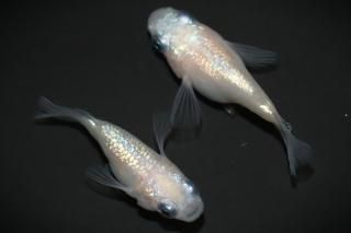 <img class='new_mark_img1' src='https://img.shop-pro.jp/img/new/icons1.gif' style='border:none;display:inline;margin:0px;padding:0px;width:auto;' />ۥ磻ȥͥץ塼 ڸʪۡ1ɤ᥹1ɤMLDD1905