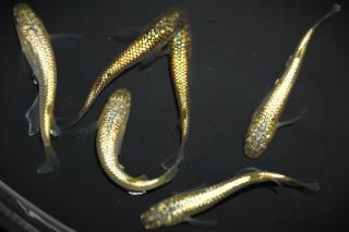 <img class='new_mark_img1' src='https://img.shop-pro.jp/img/new/icons1.gif' style='border:none;display:inline;margin:0px;padding:0px;width:auto;' /> ڸʪۡ2ɤ᥹4ɤMLDD2010