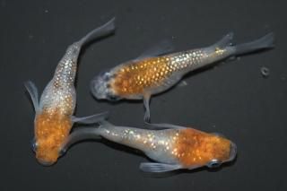 <img class='new_mark_img1' src='https://img.shop-pro.jp/img/new/icons1.gif' style='border:none;display:inline;margin:0px;padding:0px;width:auto;' /> ڸʪۡ1ɤ᥹2ɤMDD0420