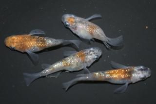 ޡȾ ڸʪۡ2ɤ᥹2ɤMLDD0419