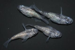 åޡڸʪۡ2ɤ᥹2ɤMDD0418