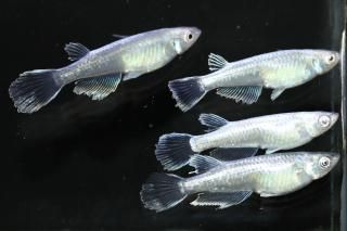 ե˹ߥߥ顼奰ҥĹF2 ڸʪۡ2ɤ᥹2ɤMLDD0414