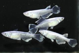 ե˹ߥߥ顼奰ҥĹF2 ڸʪۡ2ɤ᥹2ɤMLDD0413