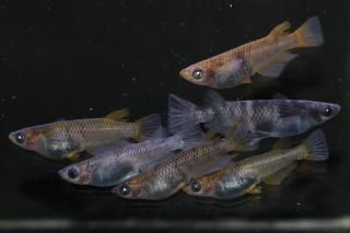 ޼ϥη ڸʪۡ3ɤ᥹3ɤMLDD0412