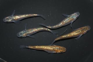 ꥷߥΥF2 ڸʪۡ2ɤ᥹3ɤMLDD0411