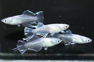 ǡߥޥƥꥢF2 ڸʪۡ2ɤ᥹2ɤMLDD0410