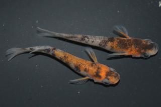 ϻ ڸʪۡ1ɤ᥹1ɤMLDD0409