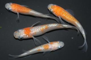  ڸʪۡ2ɤ᥹2ɤMLDD0407