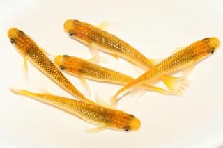 쥯ꥹ ڸʪۡ2ɤ᥹3ɤMLDD0405