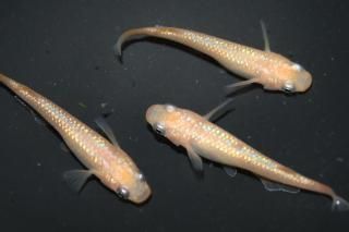  ڸʪۡ1ɤ᥹2ɤMLDD0403