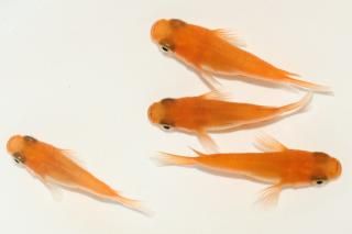 Ⱦޡ ڸʪۡ2ɤ᥹2ɤMDD0401