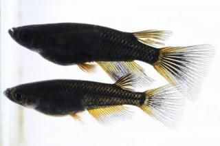 ֥åƩڥꥢ󥰥ե ڸʪۡ1ɤ᥹1ɤMLDD0501