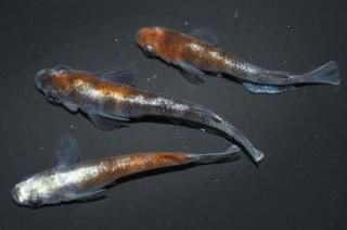 γ磻ɥե ڸʪۡ1ɤ᥹2ɤMLDD0503