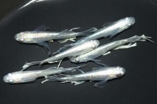 ǡߥޥƥꥢF2 ڸʪۡ3ɤ᥹3ɤMLDD0504