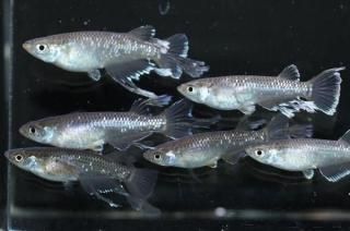 ǡϥեޡߥ꡼F2 ڸʪۡ3ɤ᥹3ɤMLDD0505