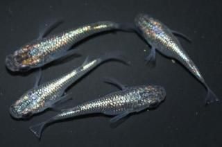 ͥץ塼Ⱦ ڸʪۡ2ɤ᥹2ɤMLDD0506