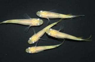 ʥ륭 ڸʪۡ2ɤ᥹3ɤMLDD0508