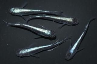 ѥ֥롼 ڸʪۡ2ɤ᥹3ɤMLDD0509