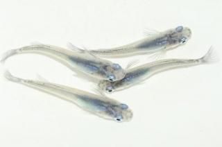  ڸʪۡ2ɤ᥹2ɤMLDD0510