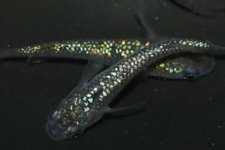 ̾2500ߡ ¹ᴴǷե ڸʪۡ2ɤ᥹2ɤMLDD1511