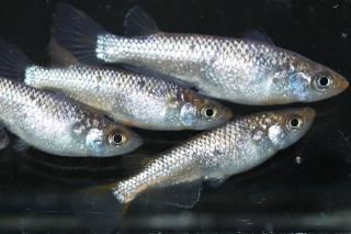 ̾6000ߡ ꥷߥΥF2 ڸʪۡ3ɤ᥹3ɤMLDD1512