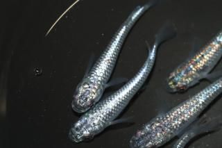 ̾6000ߡ ԥ󥯥եNEOߥƥF2 ڸʪۡ3ɤ᥹3ɤMLDD1513