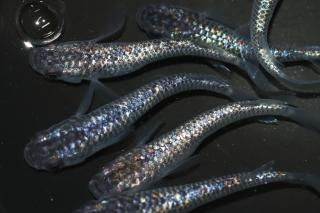 ̾6000ߡ ԥ󥯥եNEOߥƥF2 ڸʪۡ3ɤ᥹3ɤMLDD1514