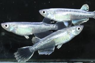 ̾5000ߡ ե˹ߥߥ顼奰ҥĹF2 ڸʪۡ2ɤ᥹3ɤMLDD1515