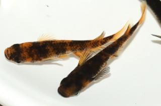 ̾5000ߡ ޼ϥϻF1 ڸʪۡ2ɤ᥹4ɤMLDD1612